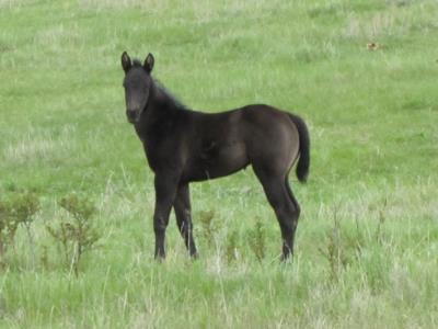 Jasmine Reed JW <BR> AQHA 5947389